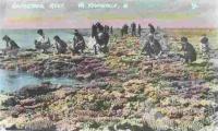 Tourists gathering shell and coral collections at Lodestone Reef, c1920