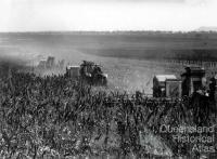 Harvesting the first sorghum crop on Peak Downs, June 1949