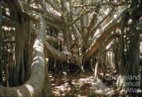 Banyan tree, Ormiston, 1959