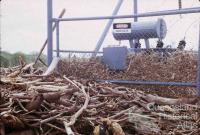 Damage caused by Cyclone Ada, Collinsville, 1970