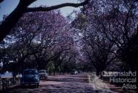 Jacaranda trees in flower, New Farm Park, 1958