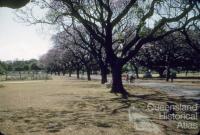 Jacaranda trees in flower, New Farm Park, 1958