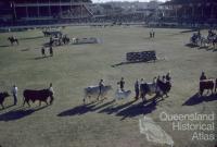 Cattle parade, Royal Brisbane Exhibition, Brisbane Exhibition Grounds, Bowen Hills, 1959