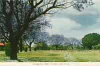 Jacaranda trees in New Farm Park, c1958