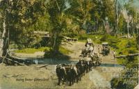 Hauling timber, Queensland, c1910