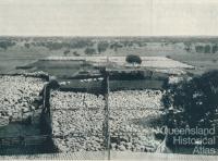 Sheep yarded for shearing, Isis Downs, 1938