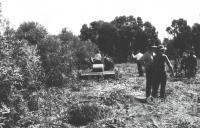 Methods for removing brigalow, 1964