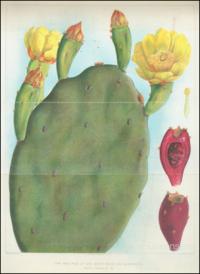 Types of prickly pear, 1925