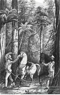 Cutting through the scrub, 1848