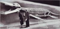 Kronosaurus queenslandicus at Harvard, 1959