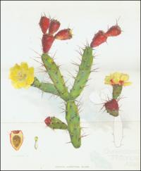 Types of prickly pear, 1925