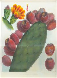 Types of prickly pear, 1925