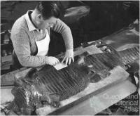 Crocodile skin used for leather, 1968