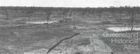 Brigalow suckered country near Tara, c1938