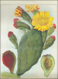 Types of prickly pear, 1925