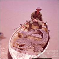 A large saltwater crocodile killed in the Queensland Gulf Country, 1964