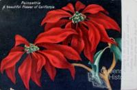 Poinsettia: a beautiful flower of California