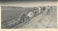 South Sea Islanders planting cane, Bingera, 1897