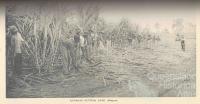 South Sea Islanders cutting cane, Bingera, 1897