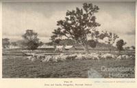 Ewes and lambs, Glengallan Homestead, Warwick, 1937