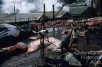 Flensing deck, Tangalooma whaling station, 1960