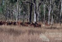 Cattle droving between Laura and 'The Twelve Mile' waterhole, 1982