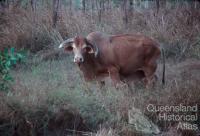 Brahman cattle, introduced in 1933 to northern Australia, Lakefield National Park, 1982