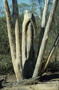 Aboriginal shield tree, Ackeray Station, Augathella, 1979