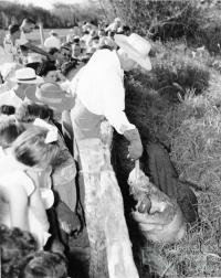 Crocodile feeding at Mount St John Zoo, 1957