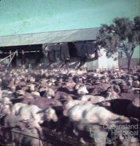 Shearing shed, Colston Homestead, Winton, 1979