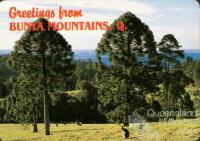 Bunya Mountains postcard