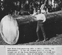 Huge Bunya Pine, 1927