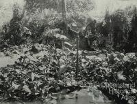 Inside the Gordonvale garden gazebo, 1935