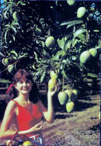 Promotional postcard for the Bowen mango 