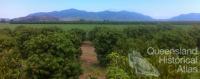 Mango plantation