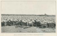 Sheep on Oondooroo Station, near Winton, 1915