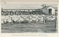 Shorn sheep at Jondaryan Woolshed, Darling Downs, 1915