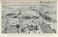 Dehorning rams on Biddenham Station, Charleville, 1915