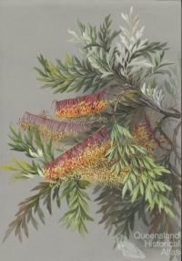 Grevillea robusta Cunningham (silky oak), c1880s