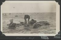 Collecting at Undine Reef, Low Isles, 1928