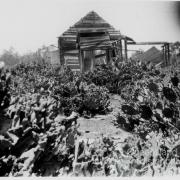 Prickly pear infestation, Chinchilla, 1920s