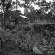 Prickly pear treatment, Chinchilla, 1928-29