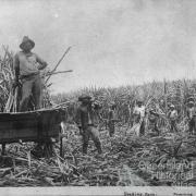 South Sea Islanders, loading sugar cane, c1890
