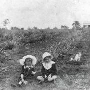 Atthow’s pineapple farm, Lindum, Brisbane, 1914