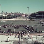 Cattle judging, main arena, Brisbane exhibition, Bowen Hills, c1980s