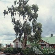 Tree of Knowledge, Barcaldine, 1991