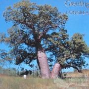 Greetings from Longreach postcard featuring the bottle tree