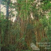 Cathedral Fig Tree, Lake Barrine