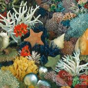 Coloured coral collection