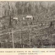 Scrub clearing by burning, Malanda, 1918